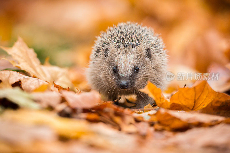 欧洲刺猬(Erinaceus europaeus)